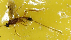 Macrocentrinae