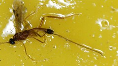 Macrocentrinae