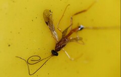Macrocentrinae