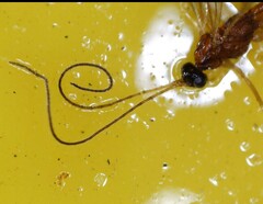 Macrocentrinae