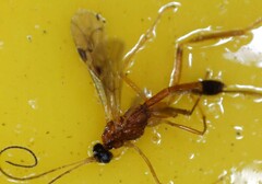 Macrocentrinae