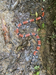 Micrurus corallinus