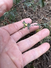 Thamnosma texana
