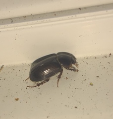 Acrossidius tasmaniae