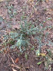 Thamnosma texana
