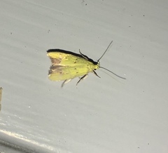 Gymnobathra flavidella