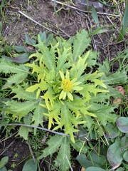 Sanicula arctopoides