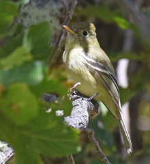 Empidonax difficilis cineritius
