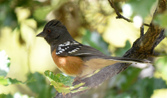 Pipilo maculatus magnirostris