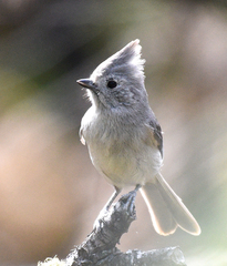 Baeolophus inornatus cineraceus