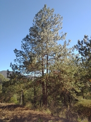 Pinus pseudostrobus