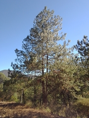 Pinus pseudostrobus