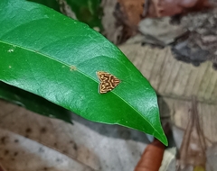 Hemerophila