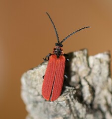 Dictyoptera aurora