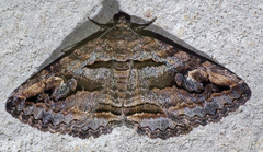 Zaleops umbrina
