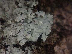Physcia poncinsii