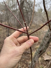Ungnadia speciosa