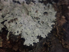 Physcia poncinsii