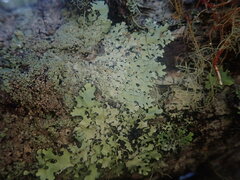 Hypotrachyna osseoalba