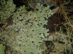 Hypotrachyna osseoalba