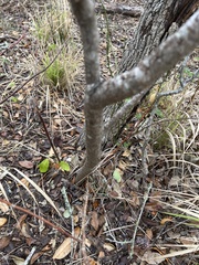 Ungnadia speciosa