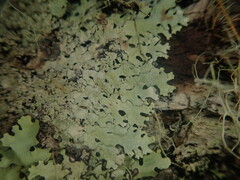 Hypotrachyna osseoalba