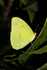 Phoebis philea philea