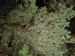 Hypotrachyna osseoalba