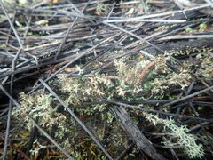 Cladonia strangulata