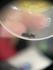 Amphylaeus obscuriceps