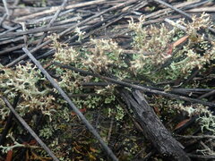 Cladonia strangulata