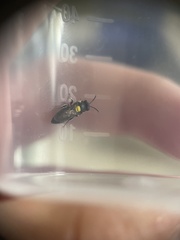 Amphylaeus obscuriceps