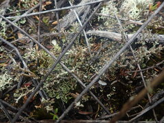 Cladonia strangulata