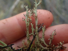 Cladonia strangulata