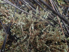 Cladonia strangulata