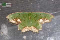 Chloroparda palliplagiata
