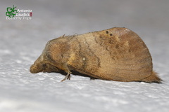 Kunugia lemeepauli