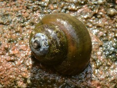 Notopala essingtonensis