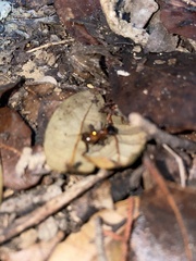 Camponotus sansabeanus