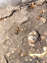 Camponotus sansabeanus