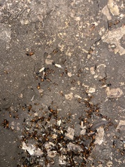 Camponotus sansabeanus