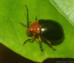 Oides laetabilis