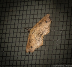 Philogethes metableta