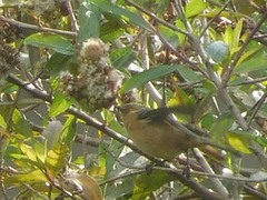 Conirostrum cinereum