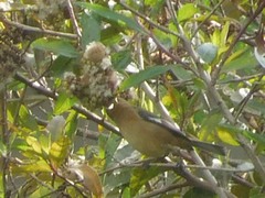 Conirostrum cinereum