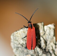 Dictyoptera aurora