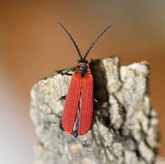 Dictyoptera aurora
