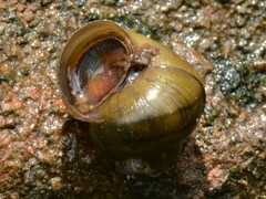 Notopala essingtonensis
