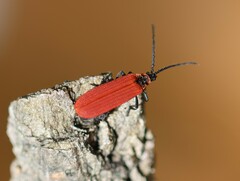 Dictyoptera aurora