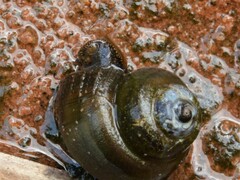 Notopala essingtonensis